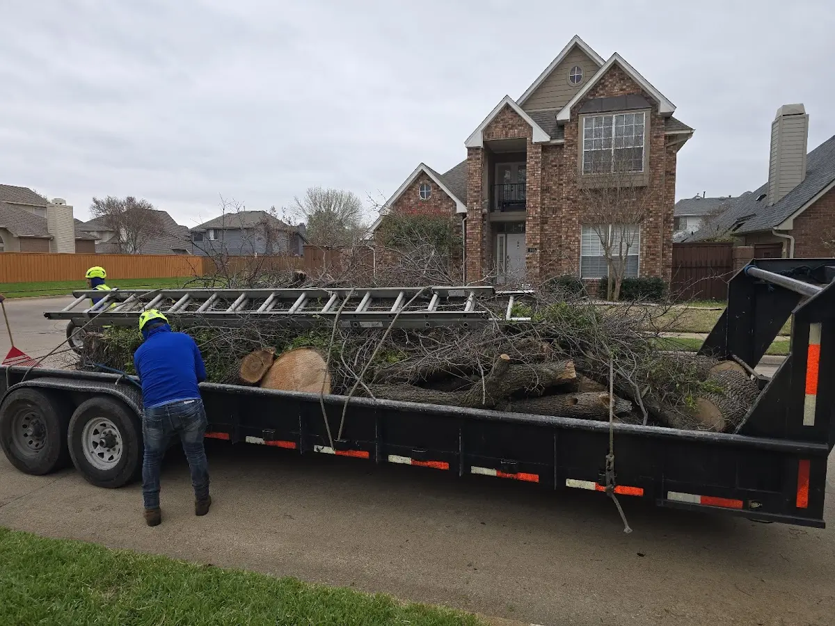 Expert Deadwooding with proper safety equipment in Hanahan